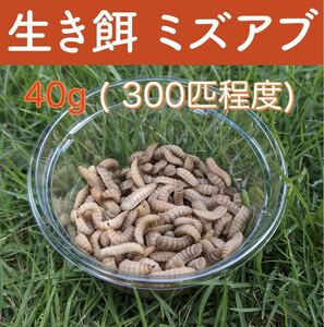 アメリカミズアブ幼虫(フェニックスワーム)　生き餌　40g 約300匹　◎送料無料◎