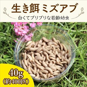 アメリカミズアブ幼虫生き餌(フェニックスワーム)白くて食べやすいプリプリな若齢幼虫　40g 約400匹　◎送料無料◎