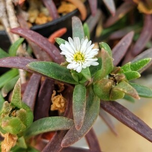 【自家採種“種子”/30粒】Delosperma bosserianum (Vinanibe, SE of Taolagnaro city)/デロスペルマ・ボッセリアヌム//多肉植物