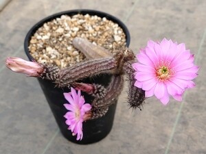 【自家採種“種子”/15粒】Echinocereus schmollii/エキノケレウス 珠毛柱//多肉植物/サボテン