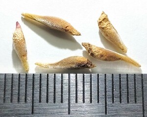 【輸入“種子”/5粒】Sarcocaulon patersonii (JAA 2754：Beauvallon, RSA)/サルコカウロン・パターソニー//多肉植物/モンソニア