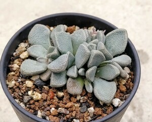 【自家採種“種子”/30粒】Aloinopsis rosulata (Beaufort West, RSA)/アロイノプシス・ロスラータ/菱鮫//多肉植物/メセン