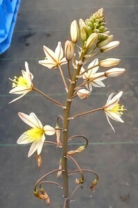 【自家採種“種子”/10粒】Bulbine triebneri (Calitzdorp, Western Cape)/ブルビネ・トリエブネリ//多肉植物/白花