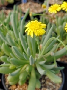 【自家採種“種子”/5粒】Crassothonna clavifolia (15km SE of Alexander Bay, RSA)/オトンナ・クラビフォリア//多肉植物