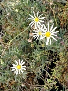 【自家採種“種子”/5粒】Crassothonna alba (Barrydale, Western Cape)/オトンナ・アルバ//多肉植物/白花/珍品