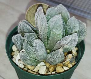 Haworthia cooperi var. venusta GM292 NE of Alexandria　原種 ハオルチア ハオルシア クーペリー ベヌスタ ヴェヌスタ　多肉植物