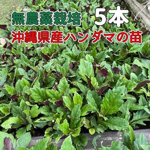 沖縄県産ハンダマ苗(水前寺菜・金時草・式部草)約10cm〜／5本(無農薬栽培)