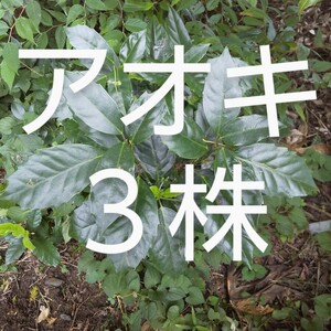 アオキの苗 3株 天然物