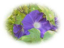 朝顔　天の紫涼　4粒　アマノシリョウ　あさがお　アサガオ　種　5年自家採取　花が大好き_画像6