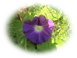 朝顔　天の紫涼　8粒　アマノシリョウ　あさがお　アサガオ　種　5年自家採取　花が大好き