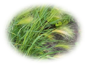 ホルデューム ジュバタム 耐寒性多年草 30粒 リスの尾 5年自家採取　リスのしっぽ ホルデウム ユバタム タータンムギ 種 花が大好き