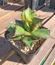 Agave titanota アガベ　チタノタ　コレクション株_画像1