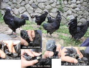 『HP開設』【送料込み】◆◆◆アヤム・セマニ☆Ayam Cemani☆有精卵6個☆通常ライン☆