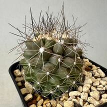 コピアポア マリテマ 実生株 Copiapoa maritima マリチマ マリティマ サボテン 多肉植物 コーデックス_画像2