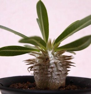 【種子】パキポディウム・デンシカウレ(恵比寿大黒)　Pachypodium Densicaule 種子5粒【送料無料】