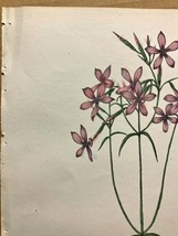 大き目　1840年代　アンティークボタニカルアート　ニューヨーク植物誌　フロックス　ワイルドフラワー　野の花_画像4