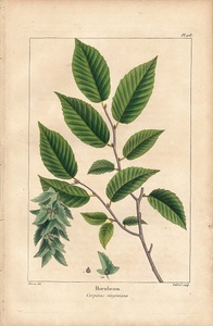 1850年代　アンティークボタニカルアート　北米樹木誌　ホーンビーム　HORNBEAM　シデ　葉っぱ　手彩色