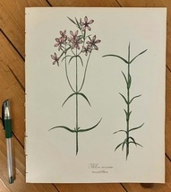大き目　1840年代　アンティークボタニカルアート　ニューヨーク植物誌　フロックス　ワイルドフラワー　野の花_画像3