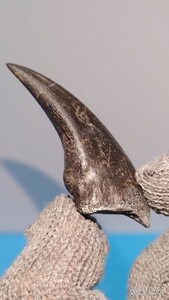 化石　本物　アルバートサウルス　幼体　足の爪　フットクロウ　ティラノサウルス科　希少