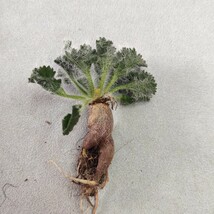 441珍奇植物 塊根植物 pelargonium carolihenrici ペラルゴニウム　カロリ　ヘンリキ 極上小株_画像7