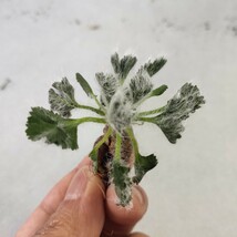 441珍奇植物 塊根植物 pelargonium carolihenrici ペラルゴニウム　カロリ　ヘンリキ 極上小株_画像4