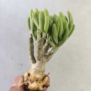 952珍奇植物 貴重植物 チレコドン　ハリイ　エケセチェンフォンチェイン Tylecodon hallii, n of Eksteenfontein 精選極上株