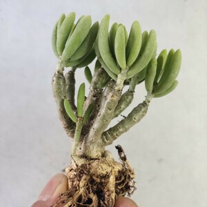 954珍奇植物 貴重植物 チレコドン　ハリイ　エケセチェンフォンチェイン Tylecodon hallii, n of Eksteenfontein 精選極上株