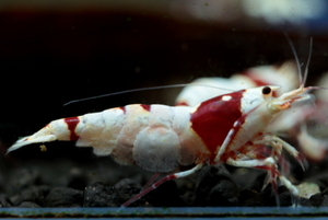 ☆Red Star Shrimp☆抱卵メス個体１匹の出品お供にオス1匹　発送は22日限定