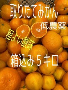 超お得！　甘〜いみかん　早生　低農薬　約5キロ サイズ混合　