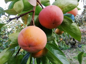 ★さよならセール★富有柿ご家庭用10k ◆奈良県五條市特産の柿専業農家直送品◆総重量10k