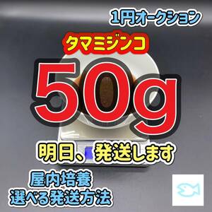 タマミジンコ 50g めだか ベタ 金魚 などの餌に 1円オークション 12/7発送 朝7時までにご入金お願いします。