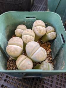 Lithops karasmontana ‘summitatum’ Mesaカタログ番号1633.7 実生　リトープス