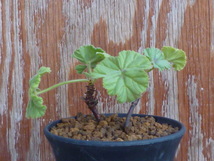 ペラルゴニウム　モリコマム　Pelargonium mollicomum　実生苗２株セット　塊根　_画像3