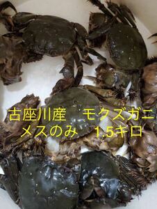 清流古座川の天然活モクズガニ　メスのみ　欠損あり・なし混合1.5kg　　和歌山　訳あり