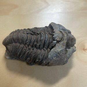三葉虫化石