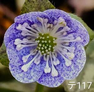 雪割草 テ117 青軸　点々　二段咲　2芽 画1花参考　出品画2～　3号深角ポリポット植(送料一律60サイズ複数可まとめての方のみ)