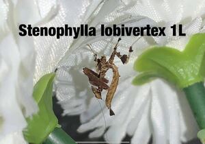 Stenophylla lobivertex ペルー産　初令幼虫4匹セット　ドラゴンマンティス　カマキリ　ペット　鑑賞　　※保証あり　