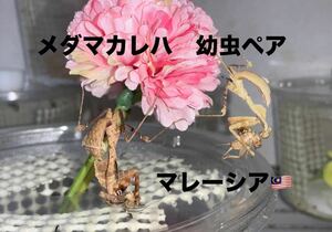 Deroplatys desiccata マレーシア産　幼虫1ペア　メダマカレハ　カマキリ　※保証有り　カマキリ株式会社