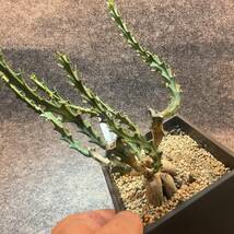 【鉢ごと発送】ユーフォルビア・クンチー 狗奴子キリン Euphorbia knuthii 5号鉢【現品】【送料込み】23-11-30-08_画像2