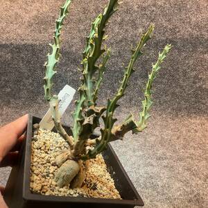 【鉢ごと発送】ユーフォルビア・クンチー 狗奴子キリン Euphorbia knuthii 5号鉢【現品】【送料込み】23-11-30-08