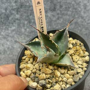 【鉢ごと発送】アガベ パラサナ錦(頼光錦) / Agave parrasana FIREBALL / 4号鉢 /【現品】23-12-6-03