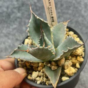 【鉢ごと発送】アガベ パラサナ錦(頼光錦) / Agave parrasana FIREBALL / 4号鉢 /【現品】23-12-6-06