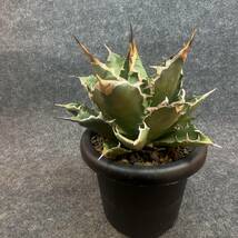 【鉢ごと発送】アガベ チタノタ オテロイ / Agave titanota oteroi / 5号鉢 /【現品】23-12-6-10_画像5