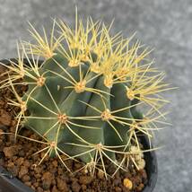 【鉢ごと発送】サボテン 王冠竜(おうかんりゅう) Ferocactus glaucescens/5号鉢/サボテン・多肉植物【現品】 23-11-2-06-_画像2