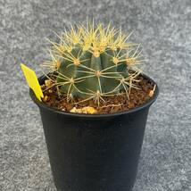 【鉢ごと発送】サボテン 王冠竜(おうかんりゅう) Ferocactus glaucescens/5号鉢/サボテン・多肉植物【現品】 23-11-2-06-_画像5