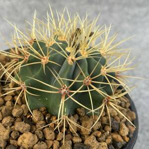 【鉢ごと発送】サボテン 王冠竜(おうかんりゅう) Ferocactus glaucescens/5号鉢/サボテン・多肉植物【現品】 23-11-2-10