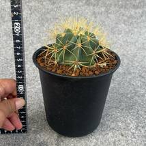 【鉢ごと発送】サボテン 王冠竜(おうかんりゅう) Ferocactus glaucescens/5号鉢/サボテン・多肉植物【現品】 23-11-2-11_画像8