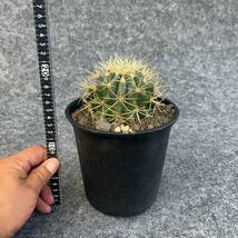 【鉢ごと発送】サボテン 王冠竜(おうかんりゅう) Ferocactus glaucescens/5号鉢/サボテン・多肉植物【現品】 23-11-2-03_画像9