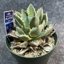 【鉢ごと発送】アガベ ポタトルム 吉祥冠錦 / agave potatorum ‘Kissho Kan’ variegata / 5号鉢 /M23-12-22-05_画像5