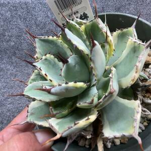 【鉢ごと発送】アガベ ポタトルム 吉祥冠錦 / agave potatorum ‘Kissho Kan’ variegata / 5号鉢 /M23-12-22-06